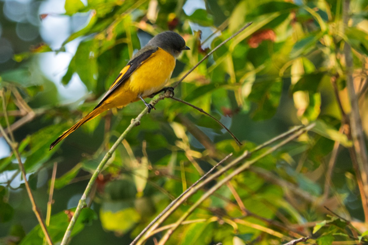 Long-tailed Minivet - ML636395881