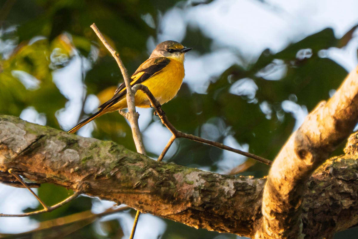 Long-tailed Minivet - ML636395882