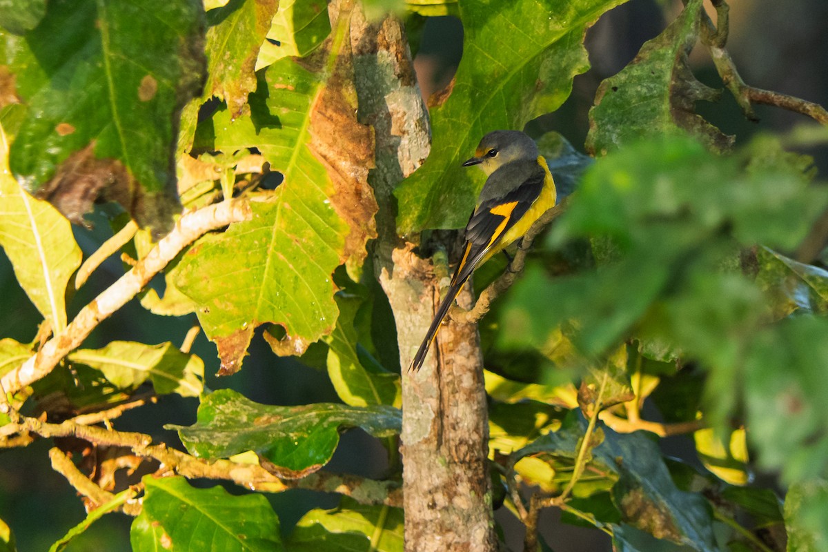 Long-tailed Minivet - ML636395883