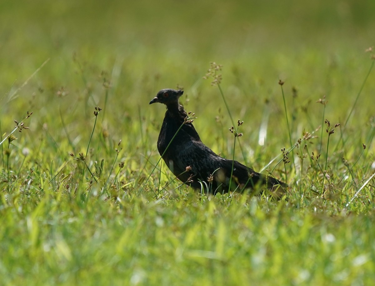 Rock Pigeon (Feral Pigeon) - ML636395886
