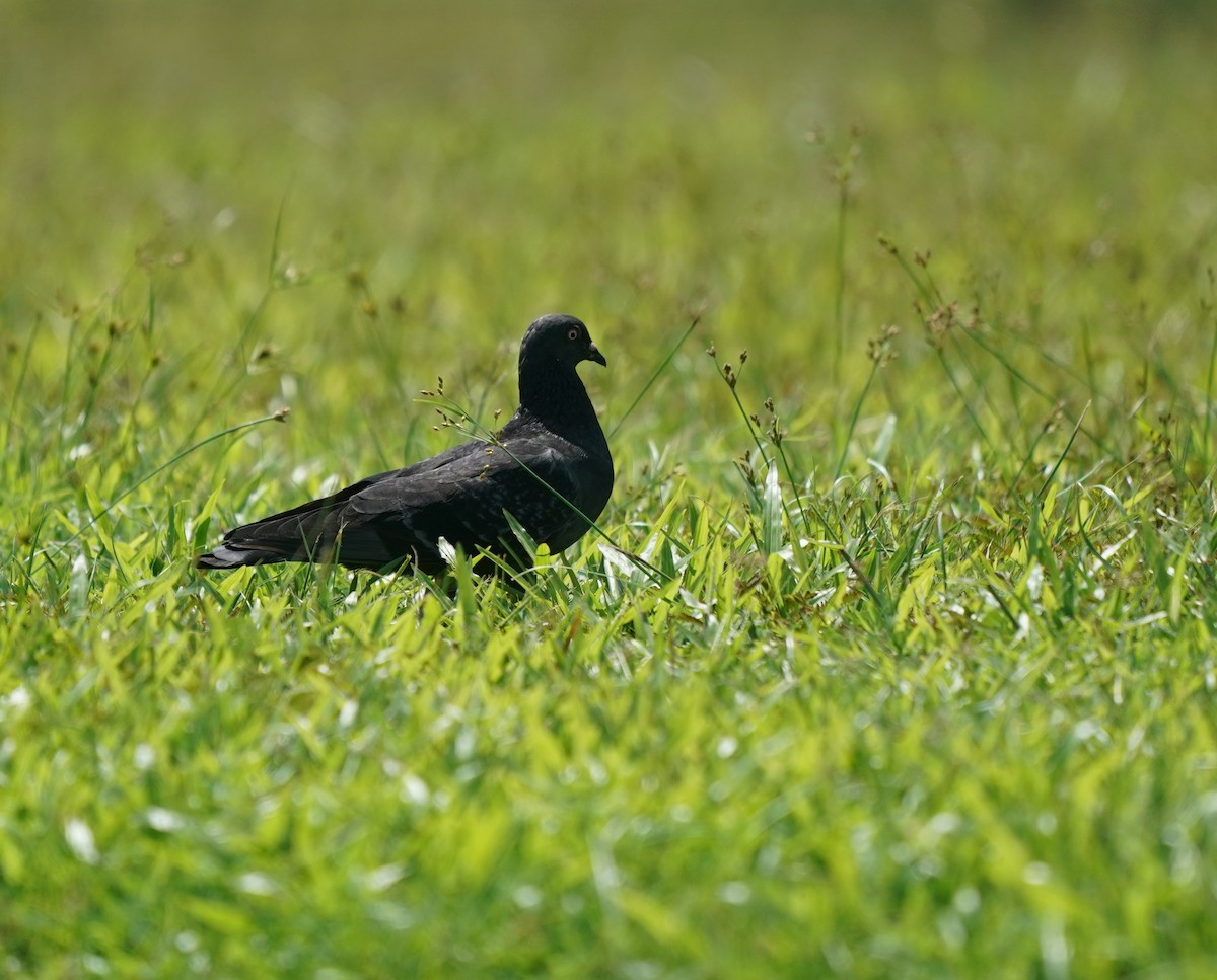 Rock Pigeon (Feral Pigeon) - ML636395887