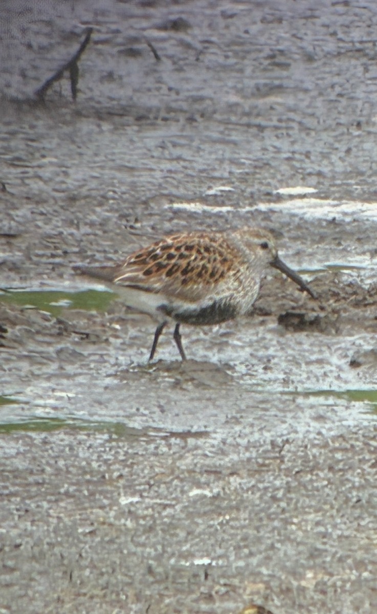 Dunlin - ML636395901
