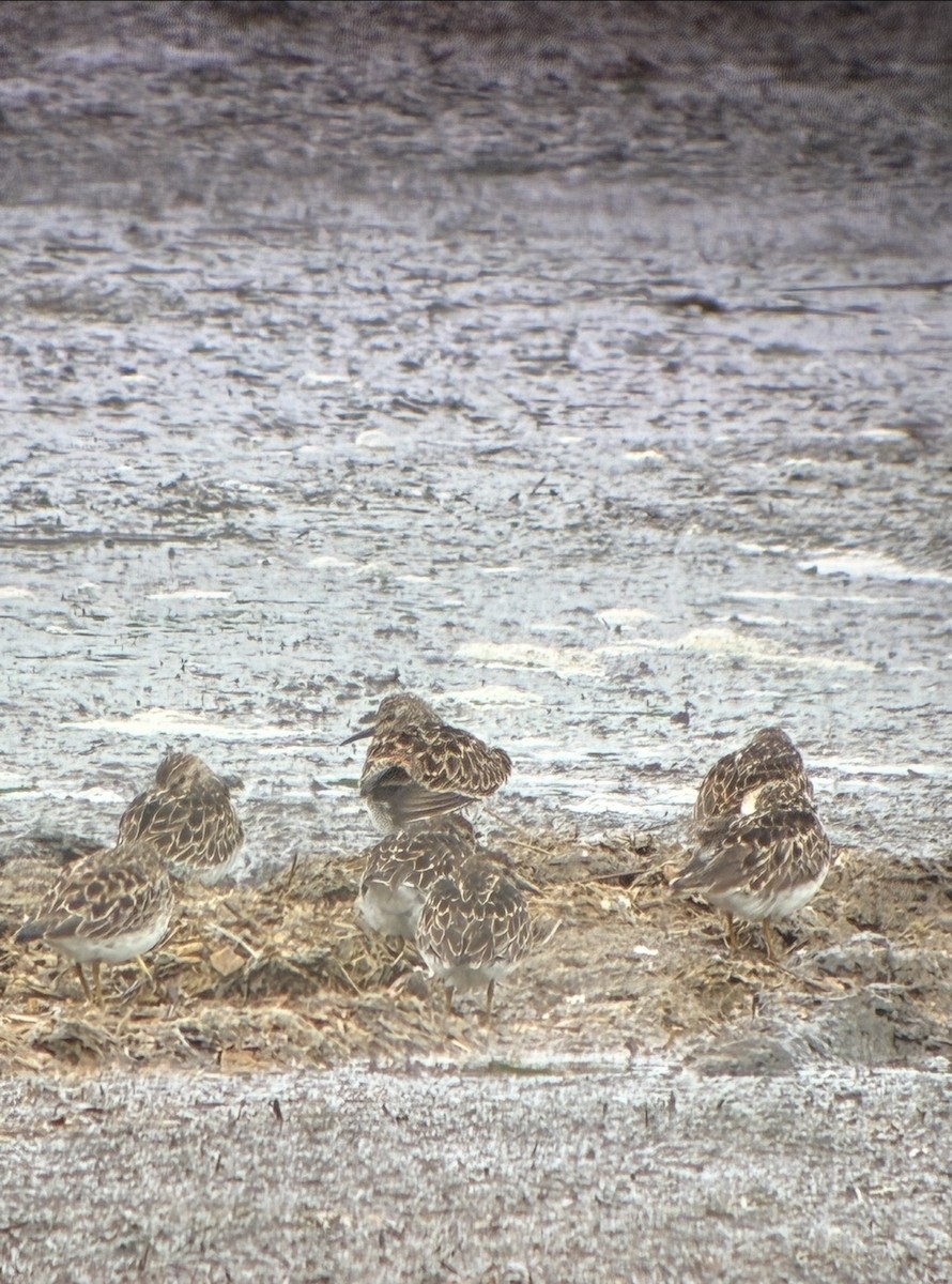 Least Sandpiper - ML636395905