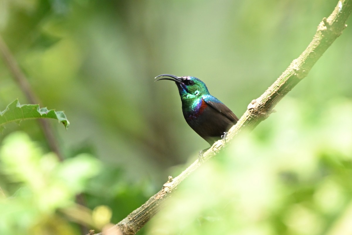 キフサタイヨウチョウ - ML636395933