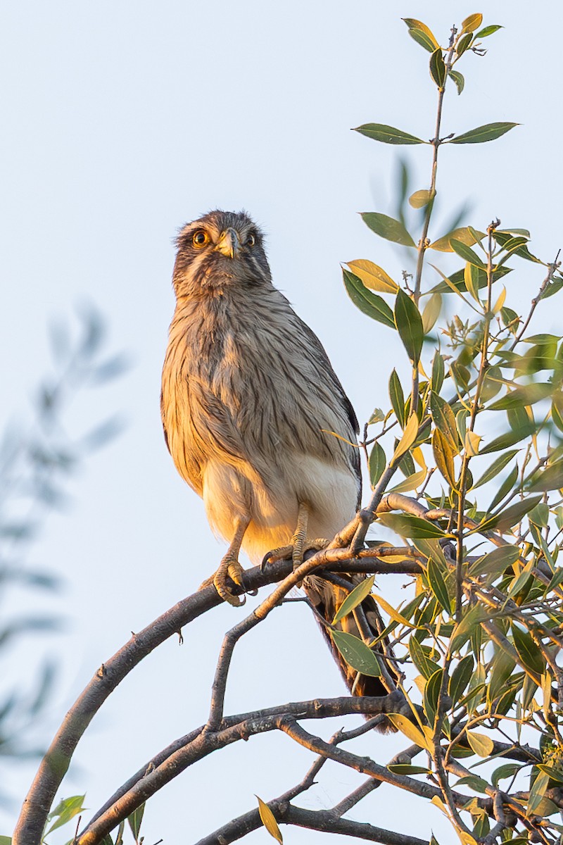 Spot-winged Falconet - ML636396004