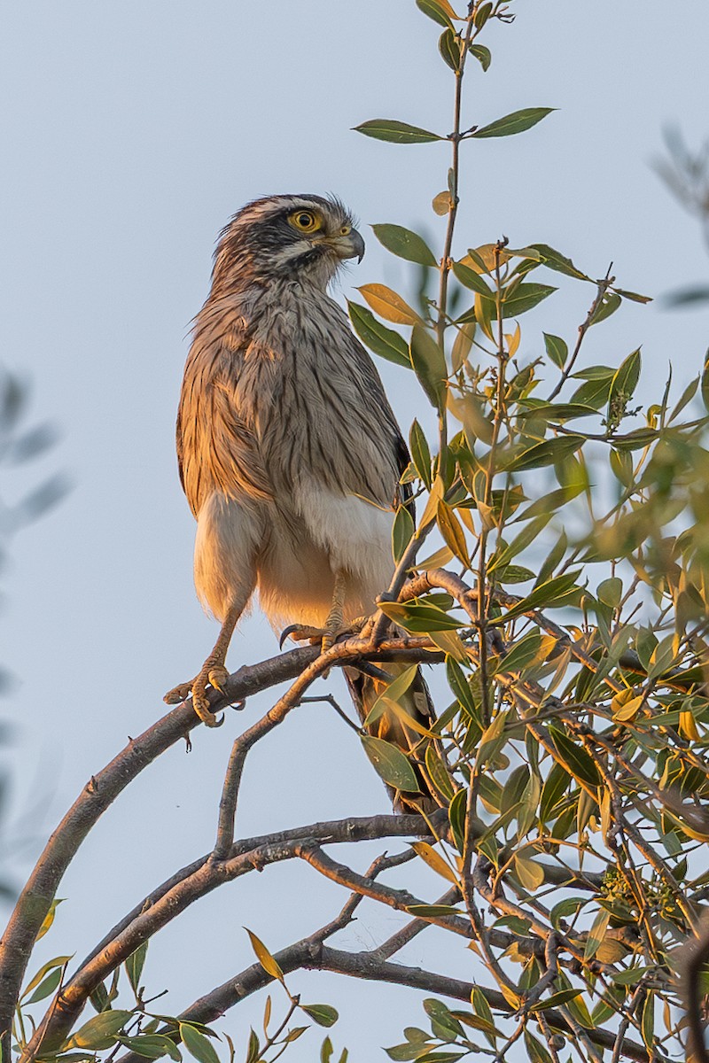 Spot-winged Falconet - ML636396005
