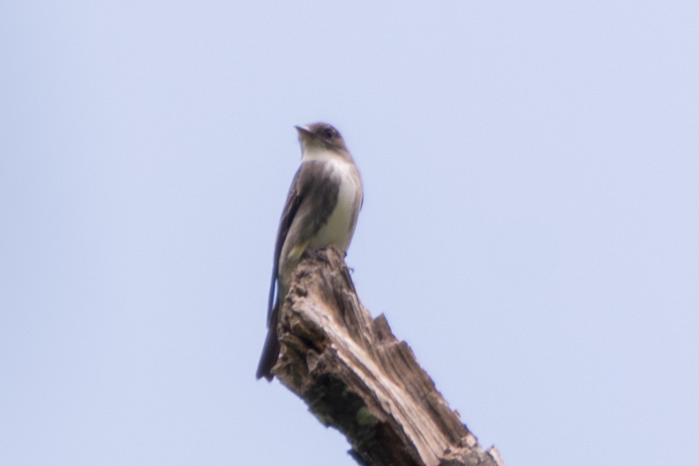 Olive-sided Flycatcher - ML636396033