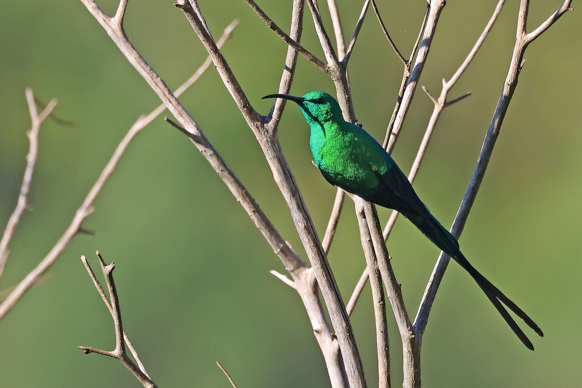 Malachite Sunbird - ML636396068