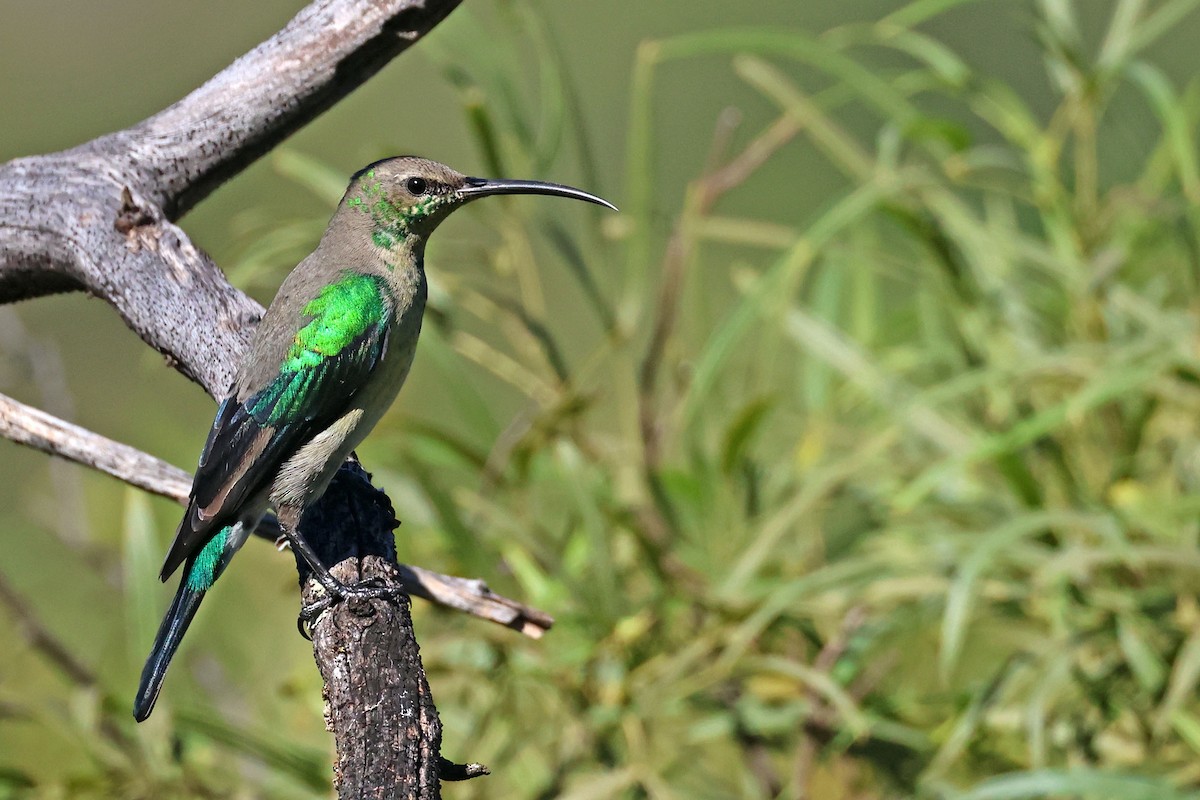 Malachite Sunbird - ML636396096