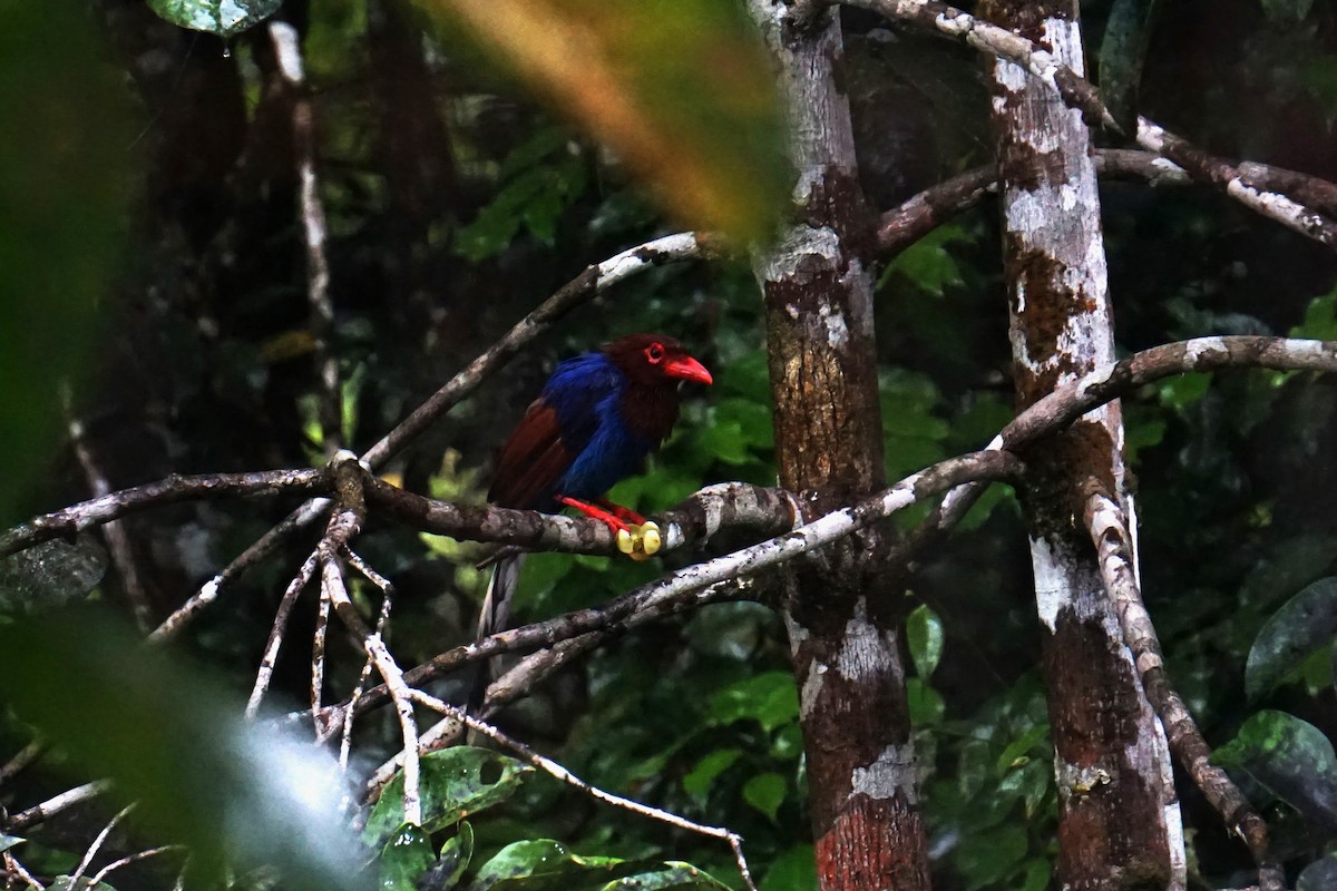 Sri Lanka Blue-Magpie - ML636396164