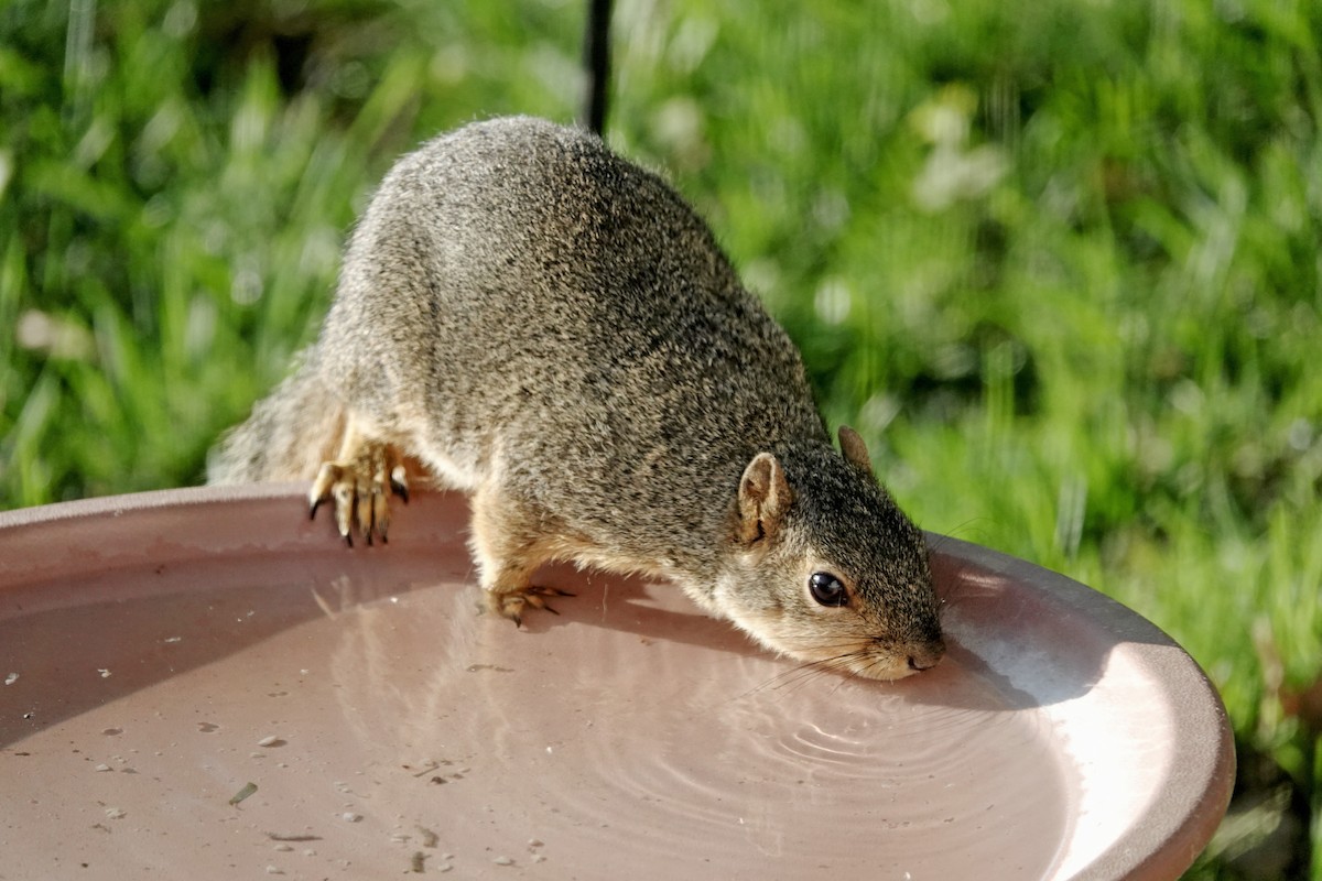 Eastern Fox Squirrel - ML636396301