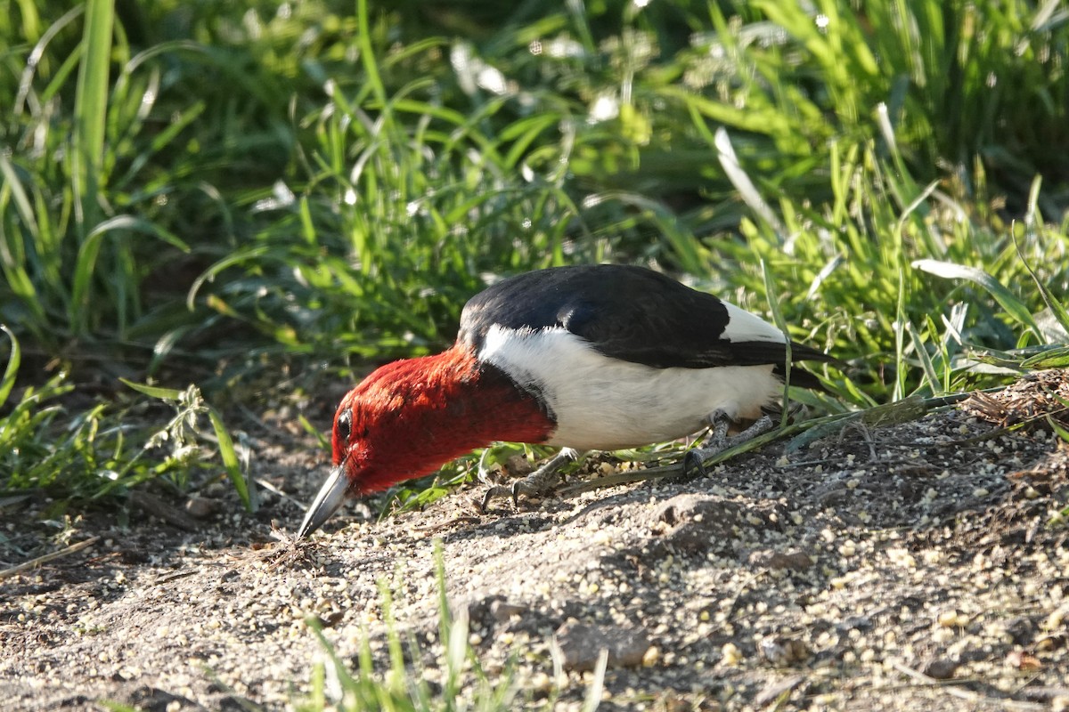Red-headed Woodpecker - ML636396448