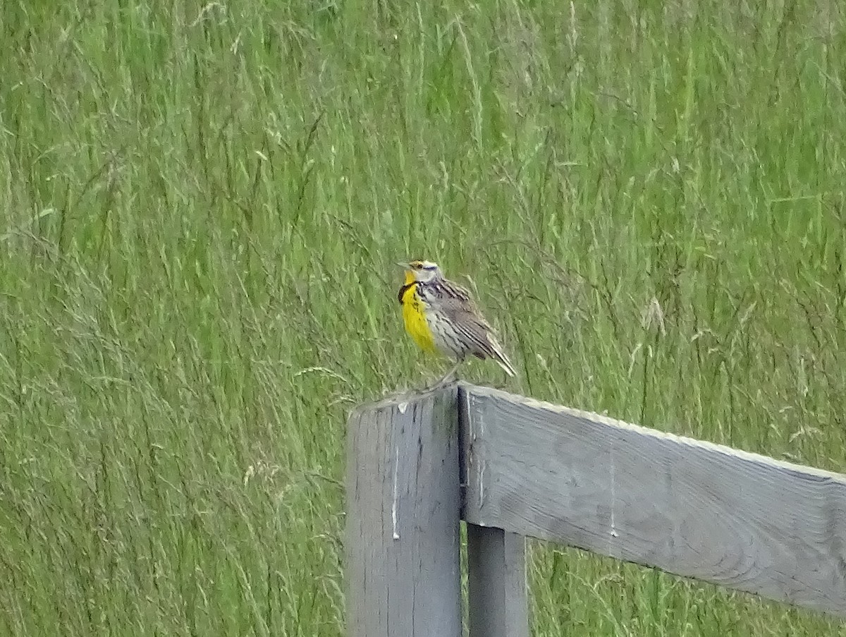 Eastern Meadowlark - ML636396455