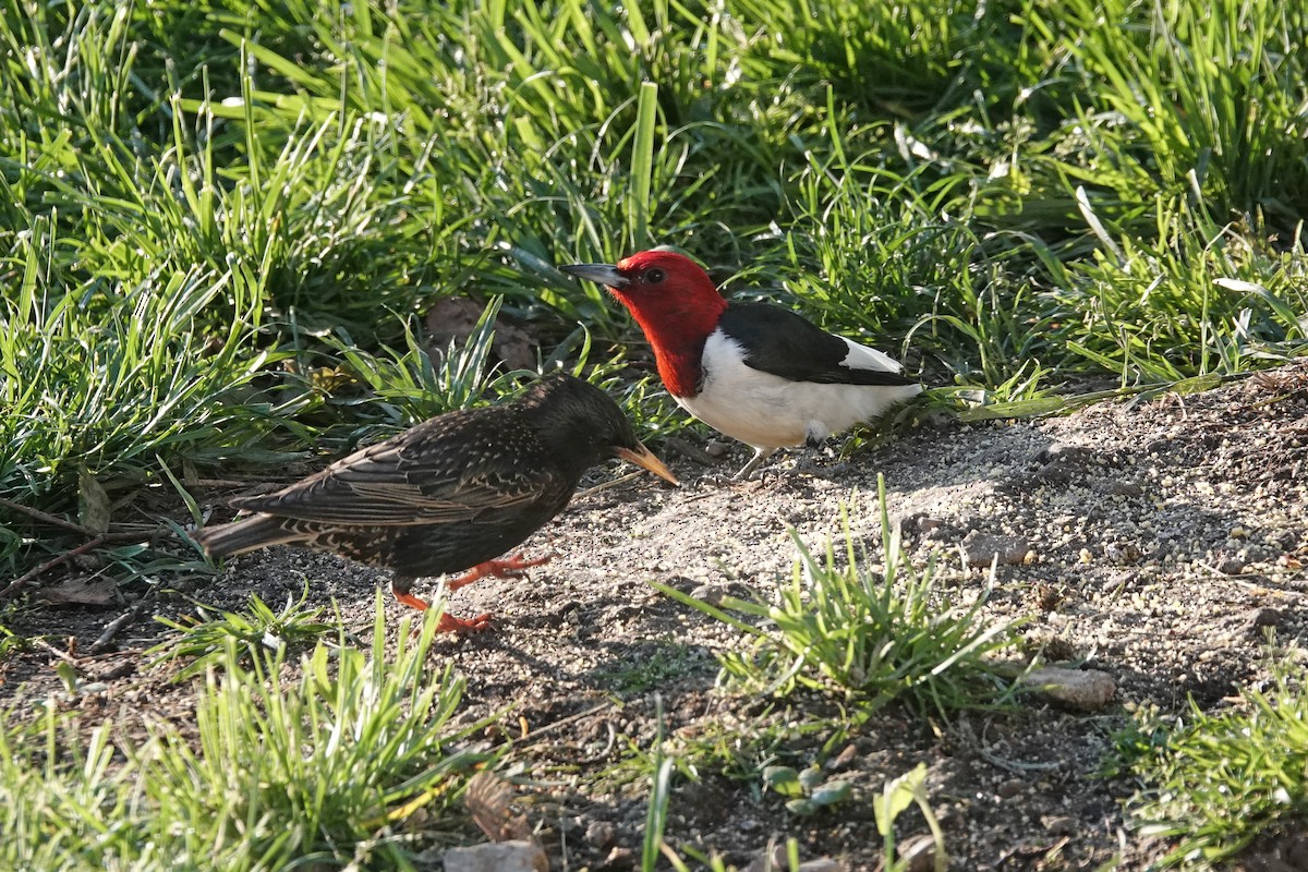 Red-headed Woodpecker - ML636396477