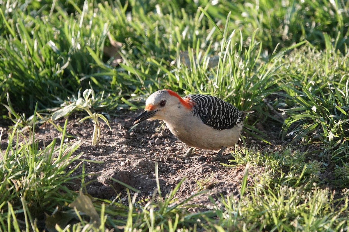 Red-bellied Woodpecker - ML636396504