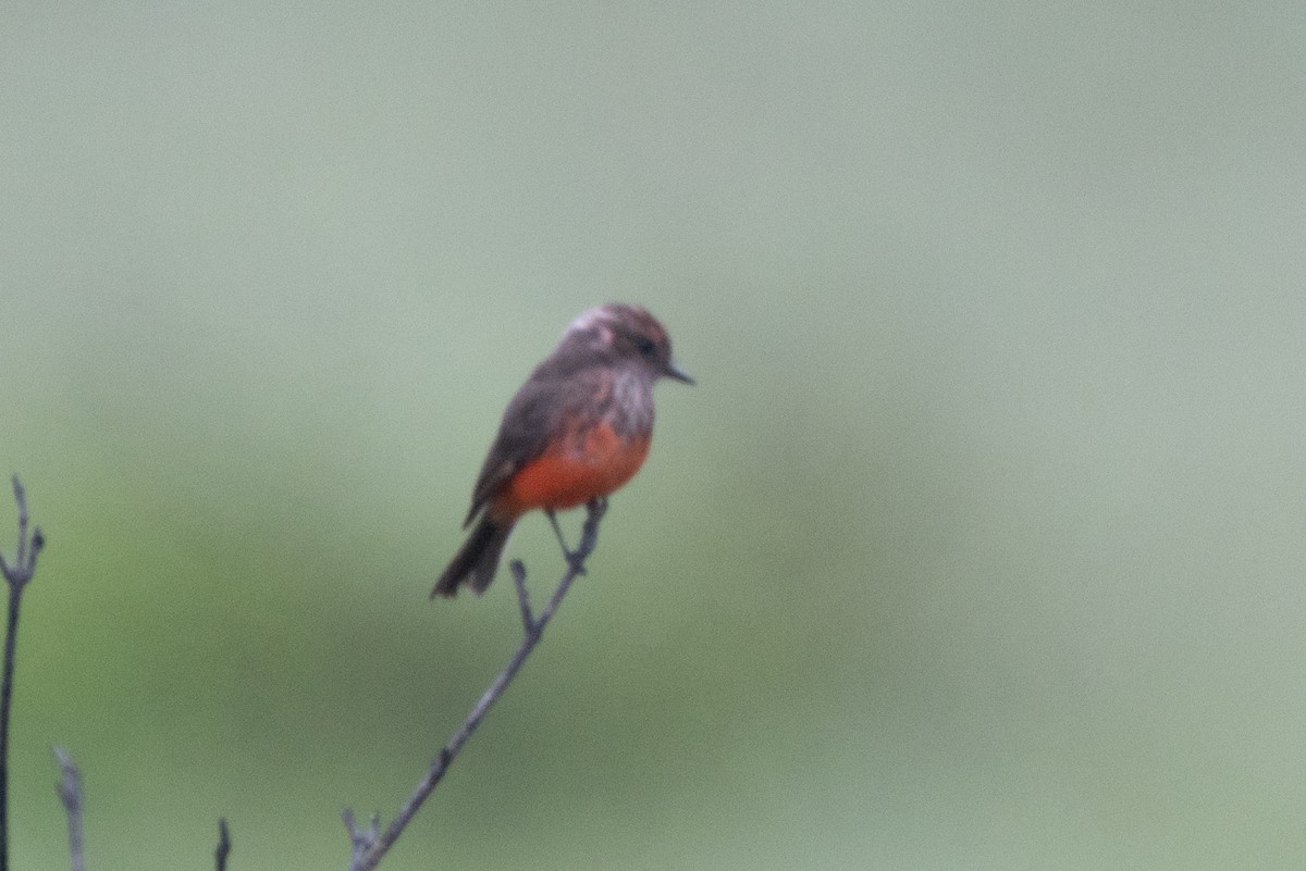 Vermilion Flycatcher - ML636396511