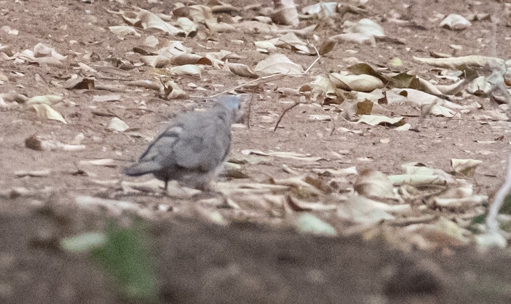 Blue-spotted Wood-Dove - ML636396520