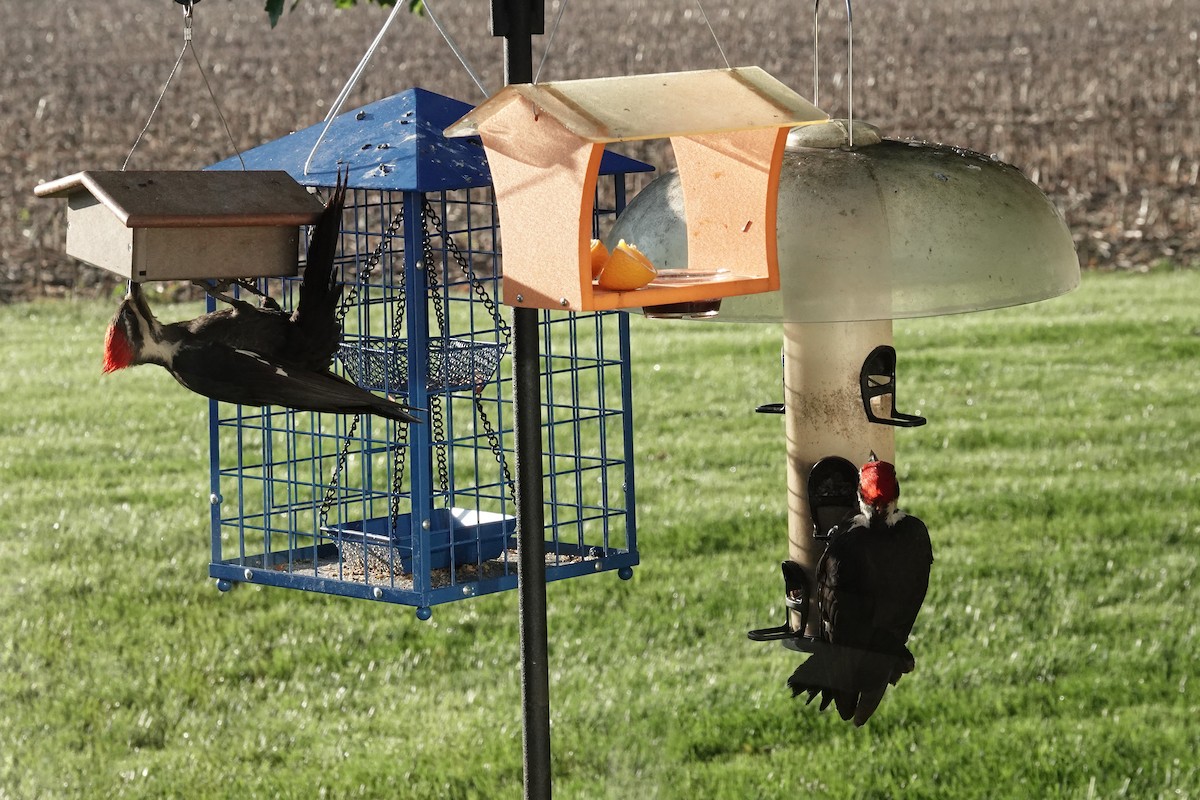 Pileated Woodpecker - ML636396537