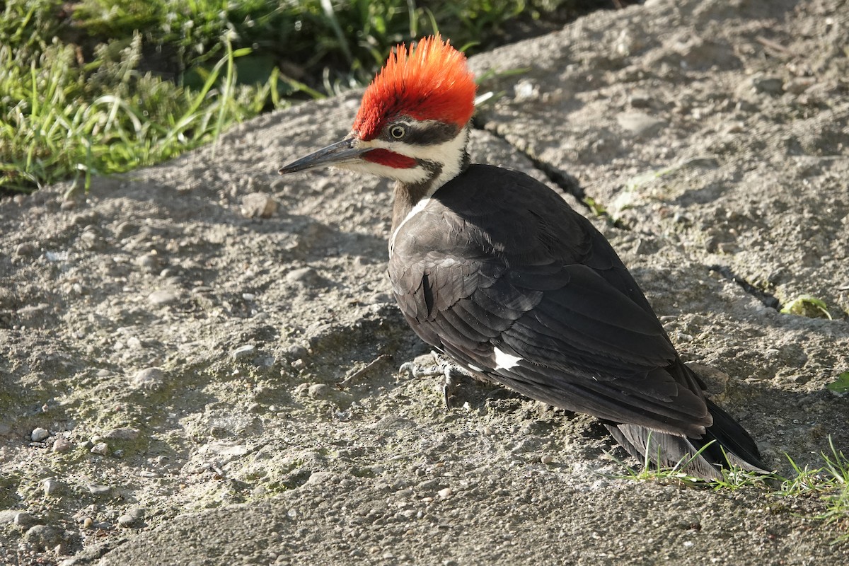Pileated Woodpecker - ML636396538