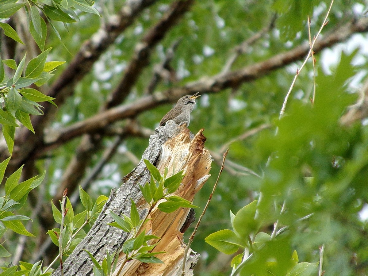 Northern House Wren - ML636396551