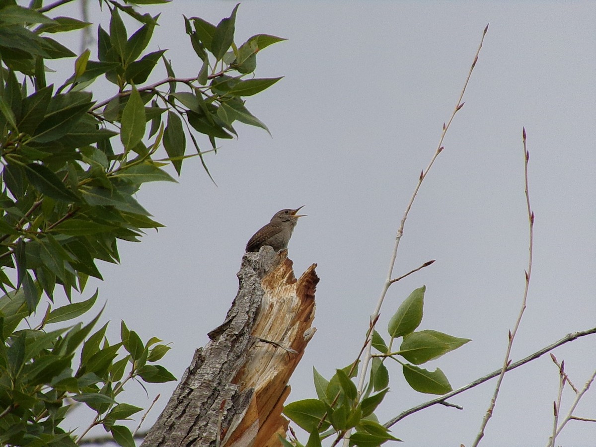 Northern House Wren - ML636396552