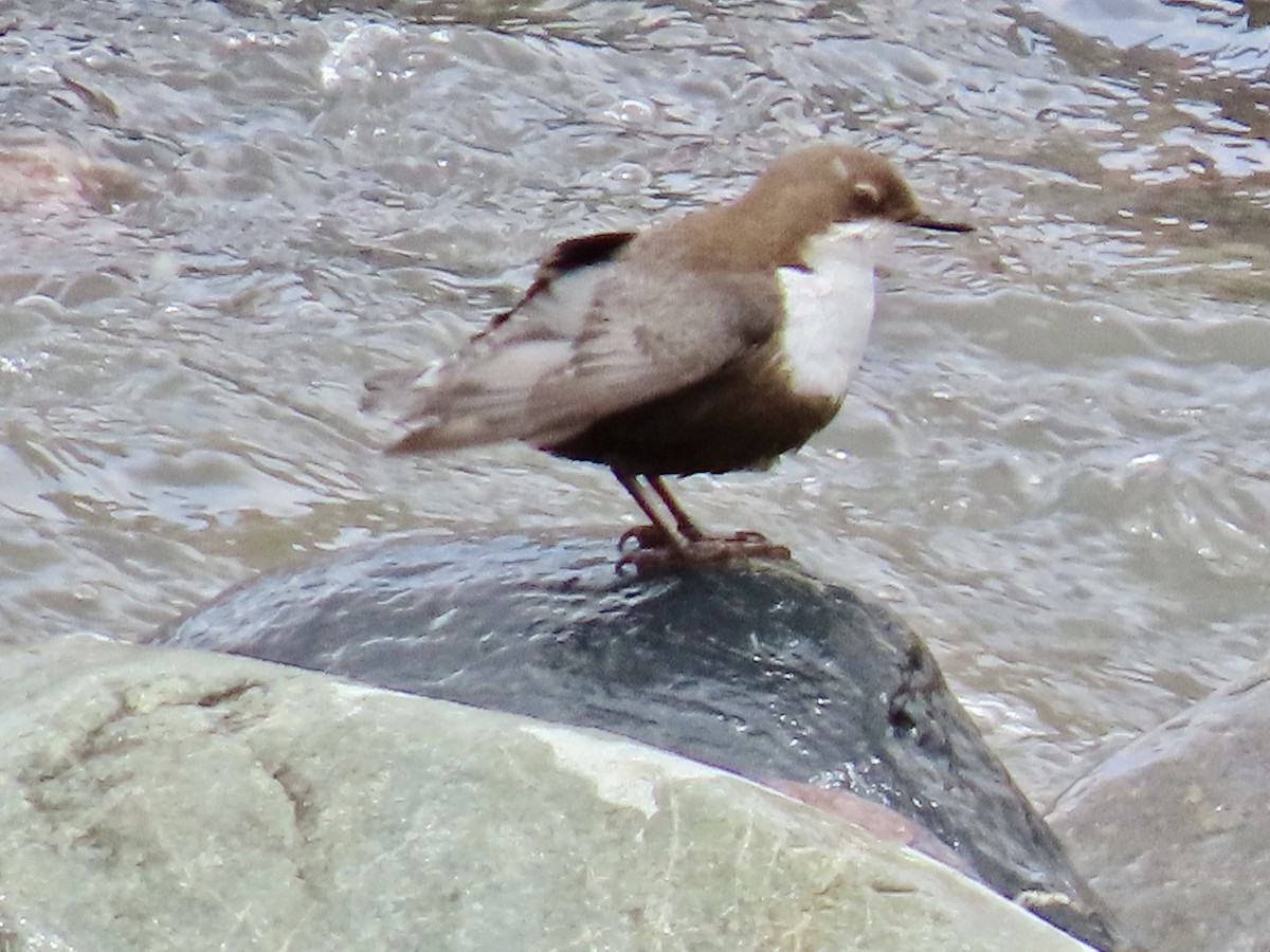 White-throated Dipper - ML636396556