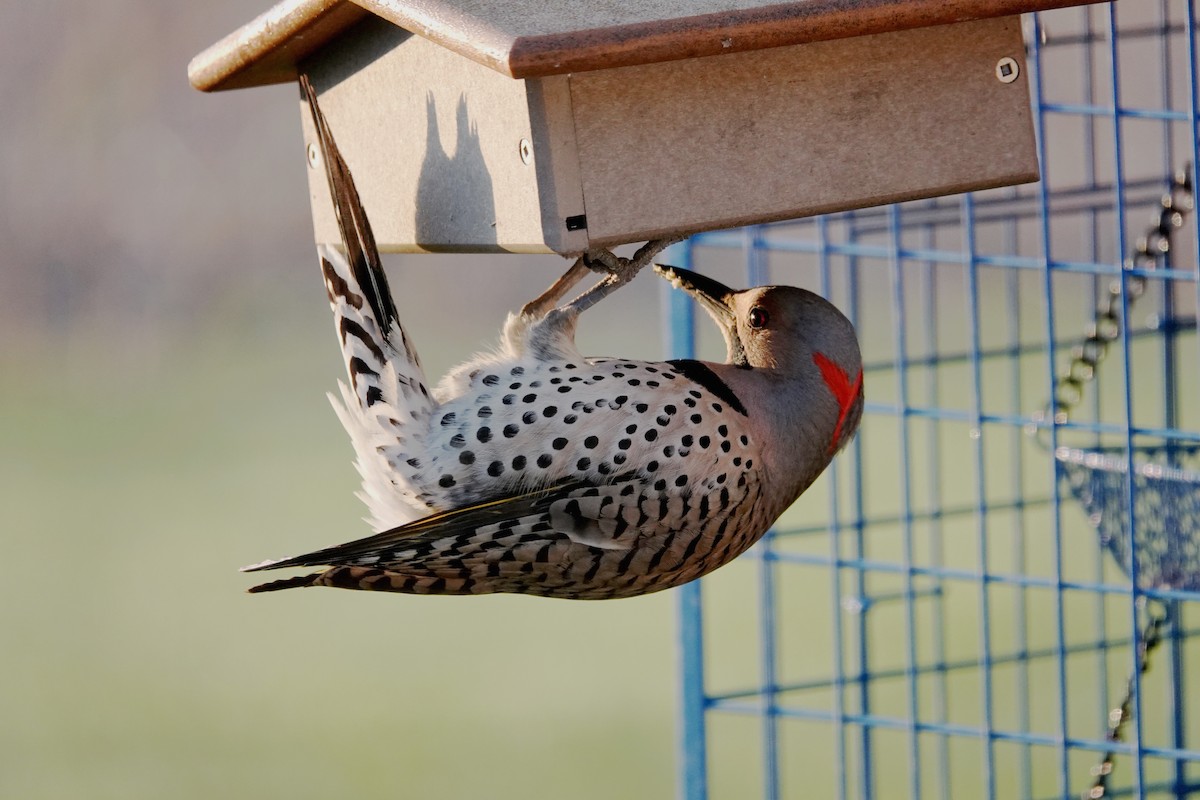 Northern Flicker - ML636396559