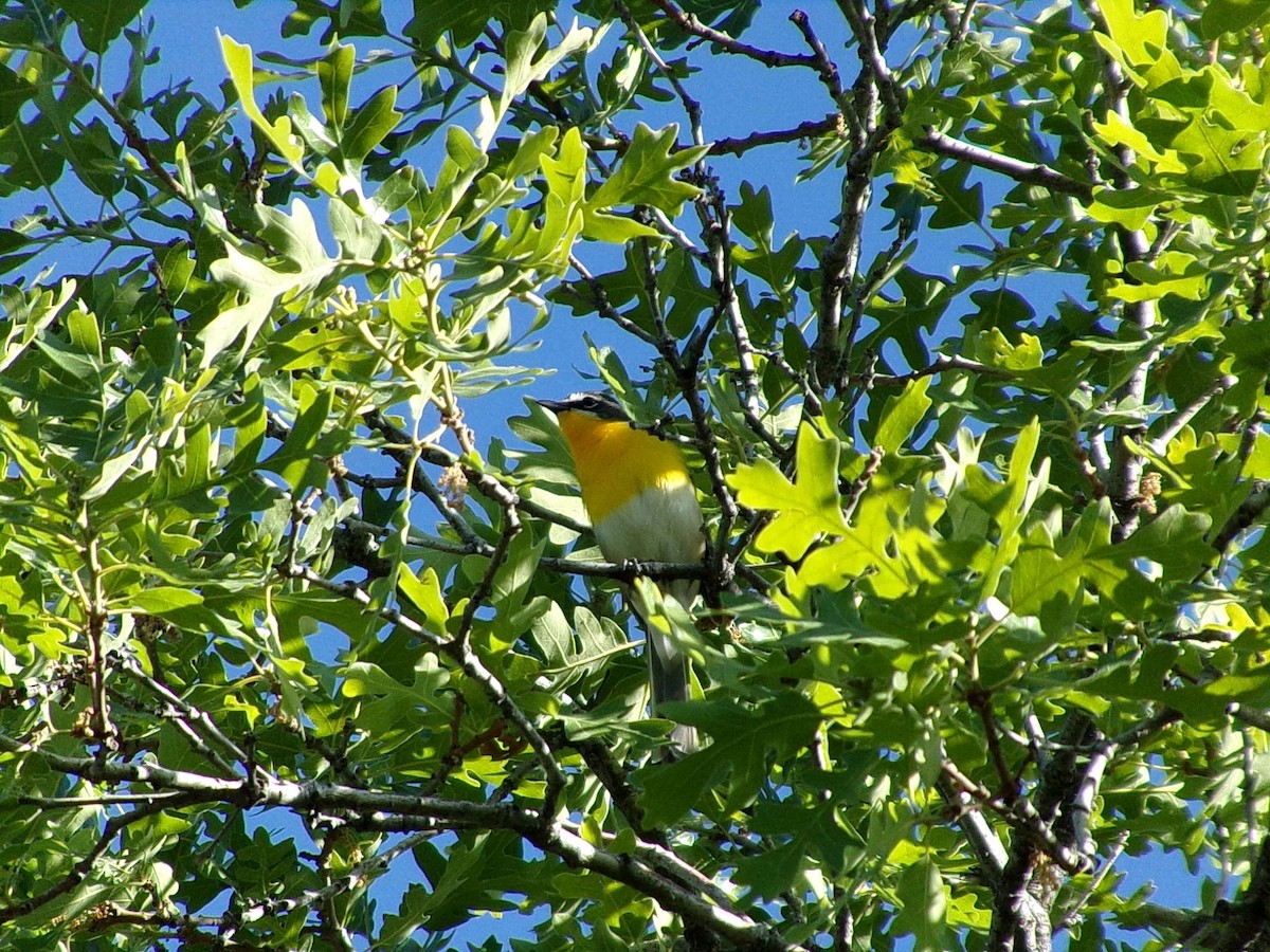 Yellow-breasted Chat - ML636396569