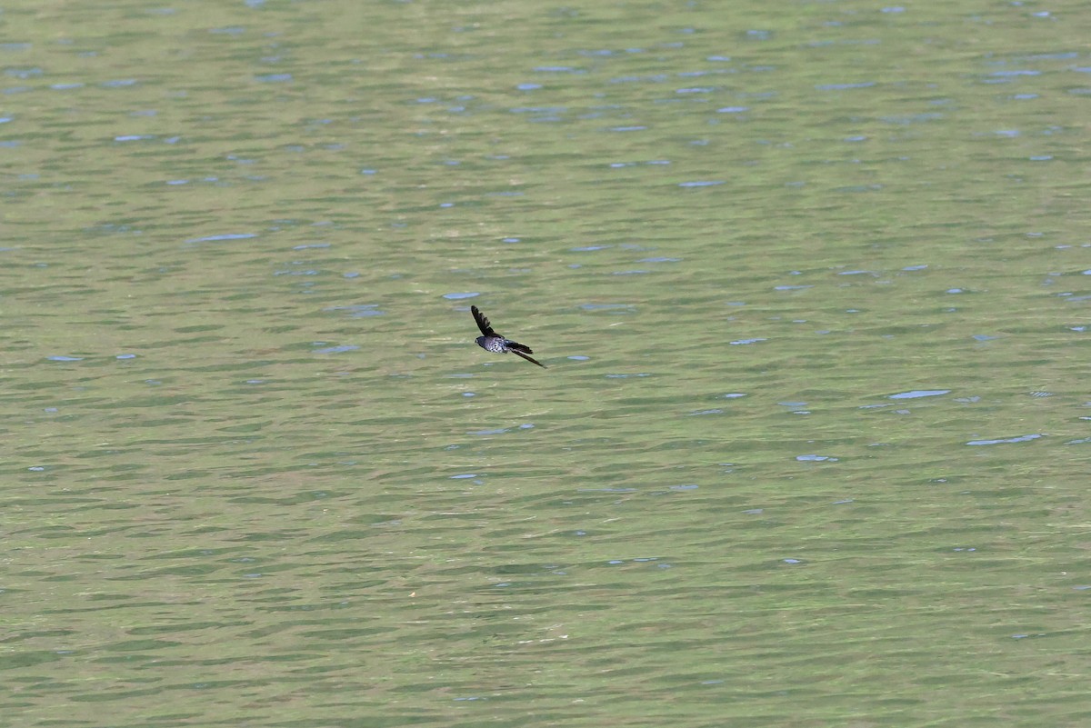 Plume-toed Swiftlet - ML636396571
