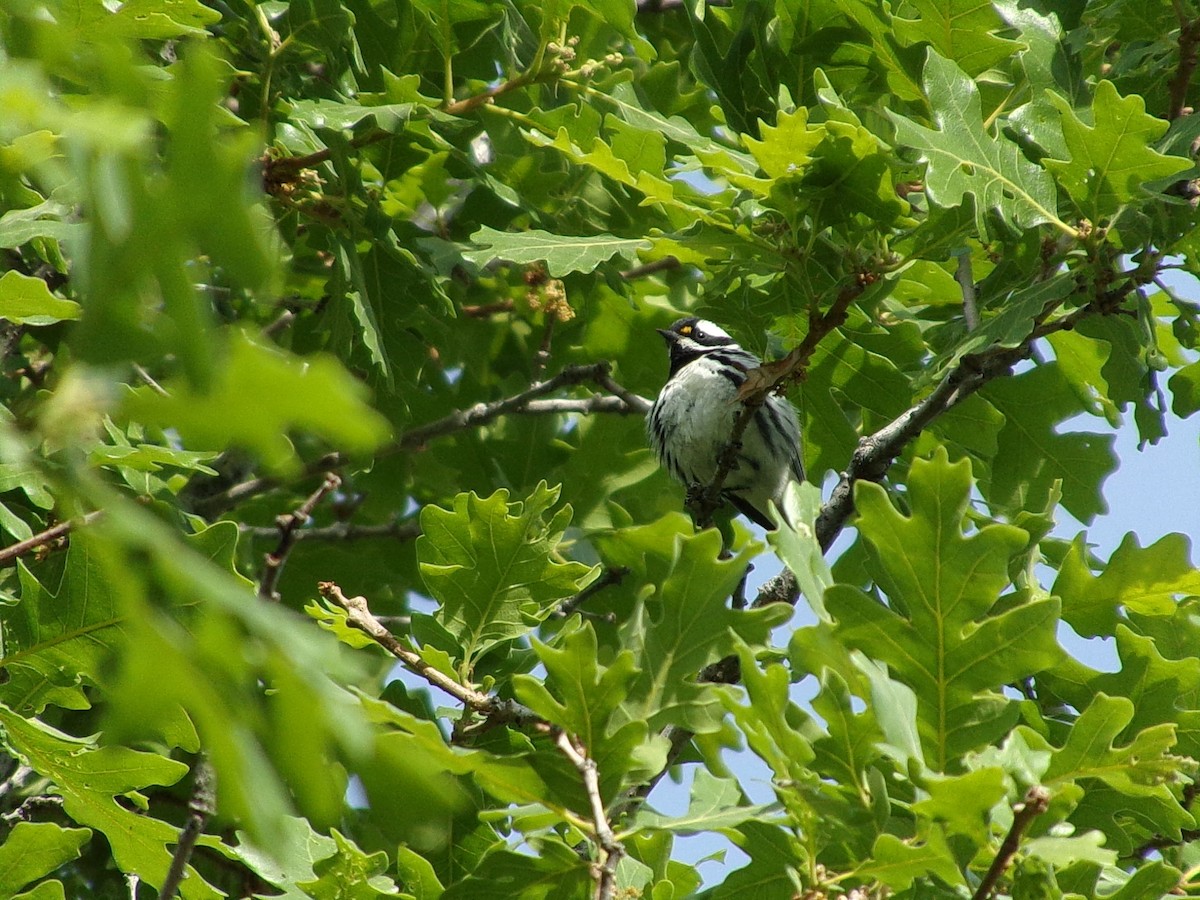 Black-throated Gray Warbler - ML636396574