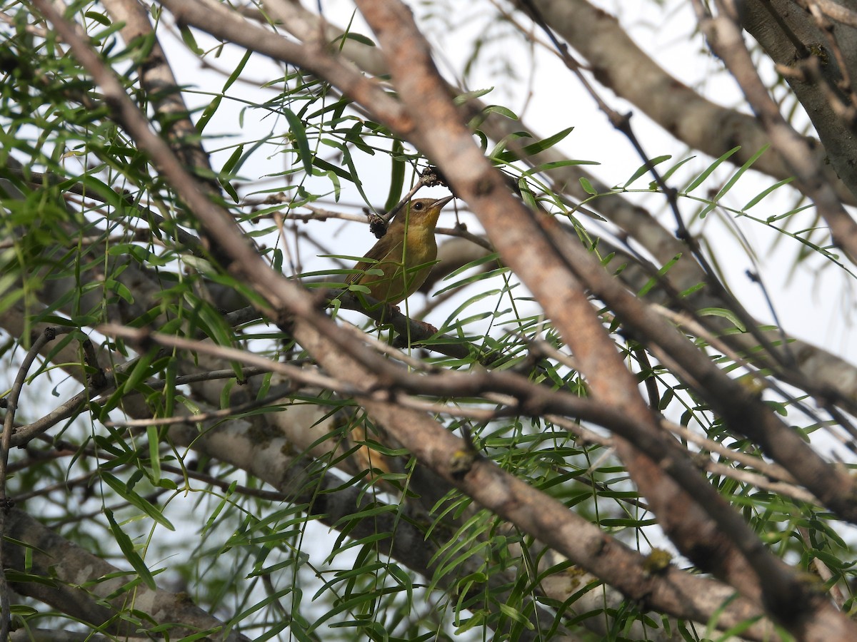 Common Yellowthroat - ML636396592