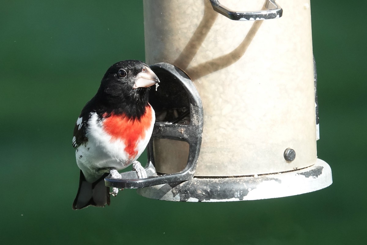 Rose-breasted Grosbeak - ML636396593