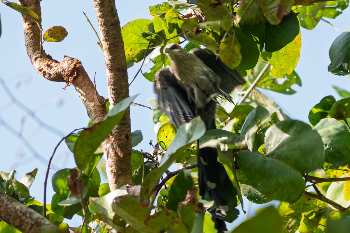 Green-billed Malkoha - ML636396596