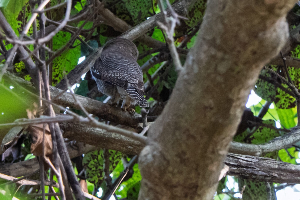 Jungle Owlet - ML636396605