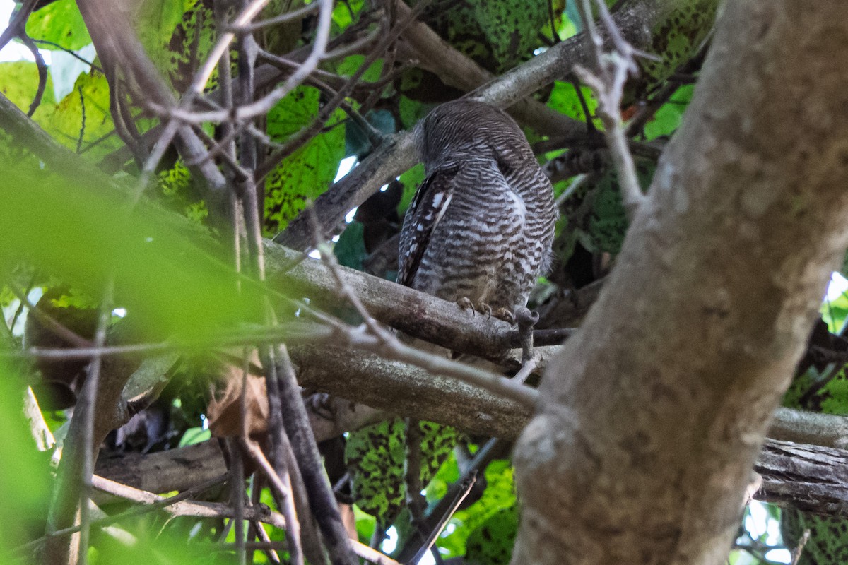 Jungle Owlet - ML636396606