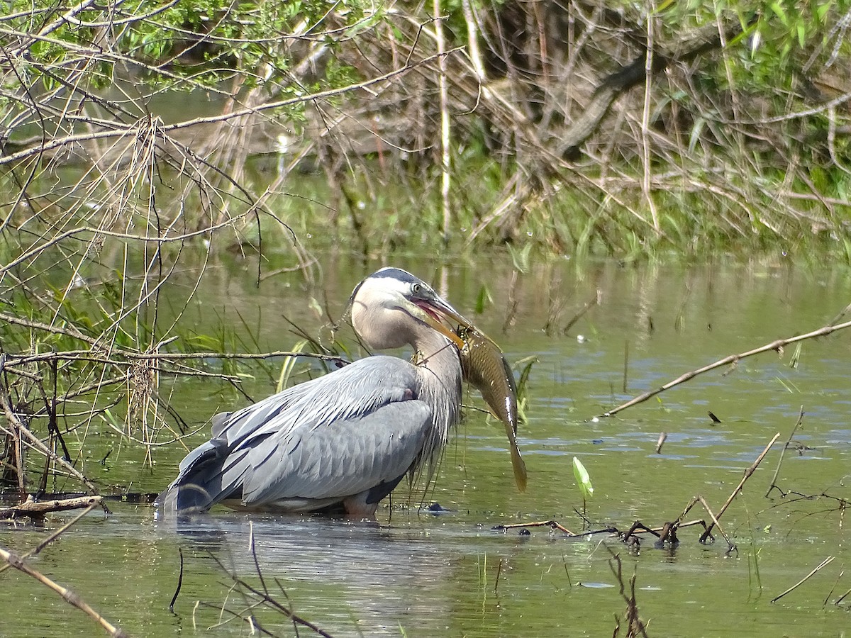 Great Blue Heron - ML636396611
