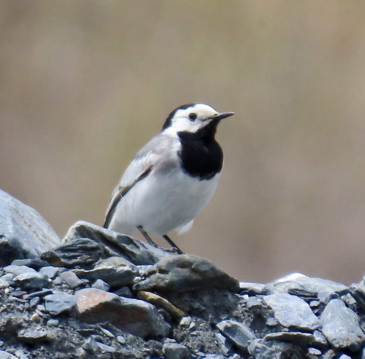 White Wagtail (White-faced) - ML636396644