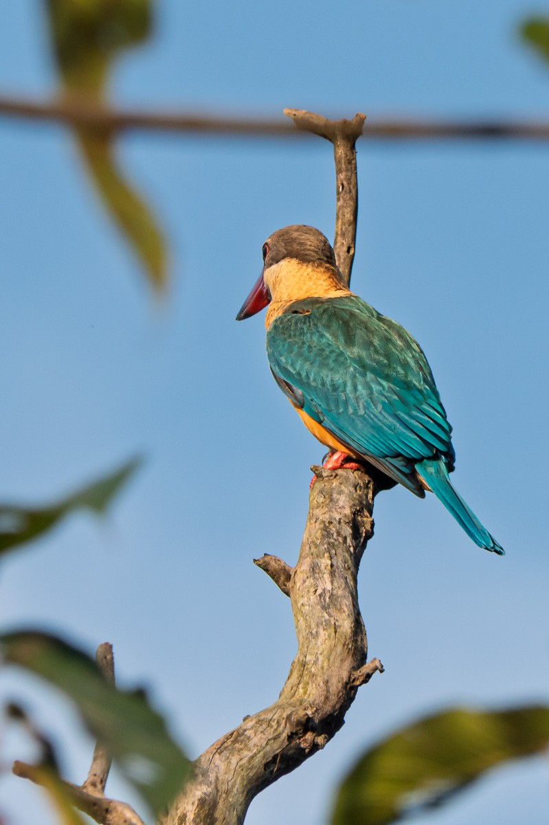 Stork-billed Kingfisher - ML636396668