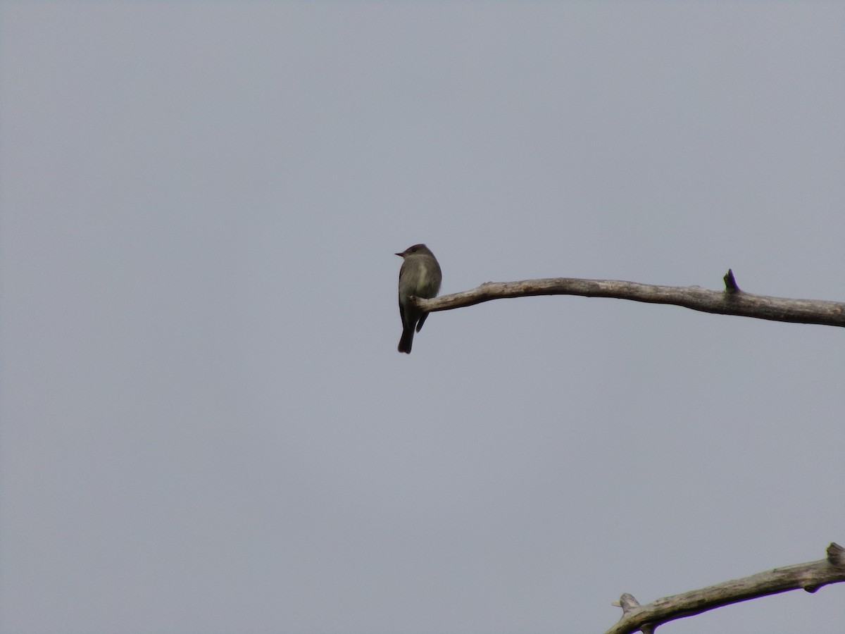 Olive-sided Flycatcher - ML636396698