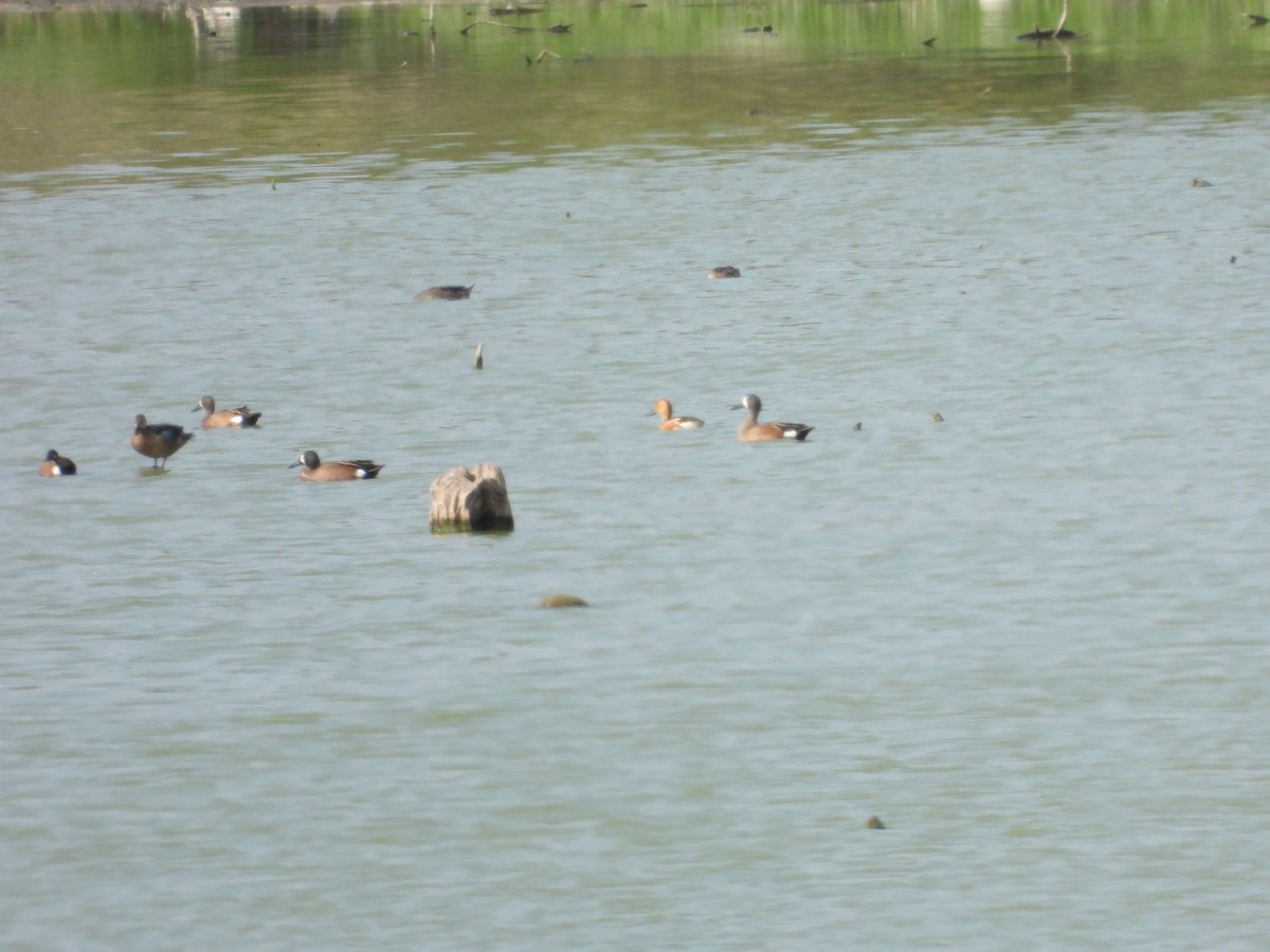 Blue-winged Teal - ML636396790