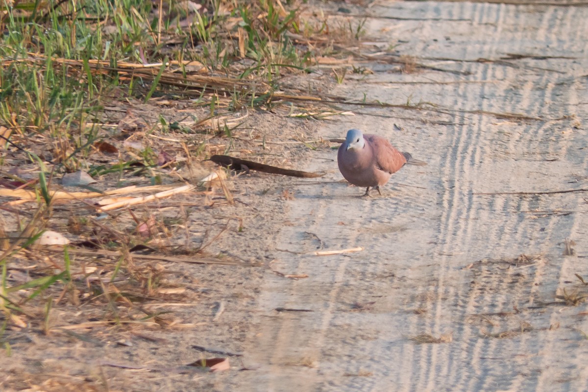 Red Collared-Dove - ML636396822