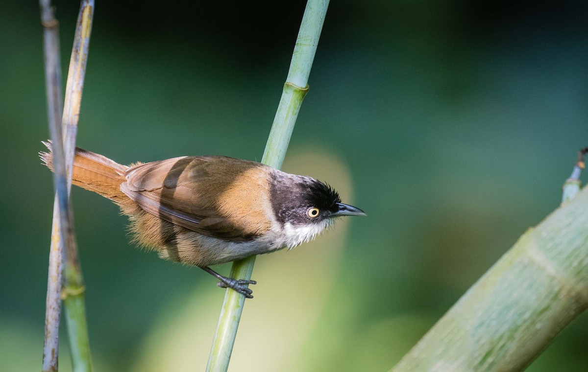 Dark-fronted Babbler - ML636396823