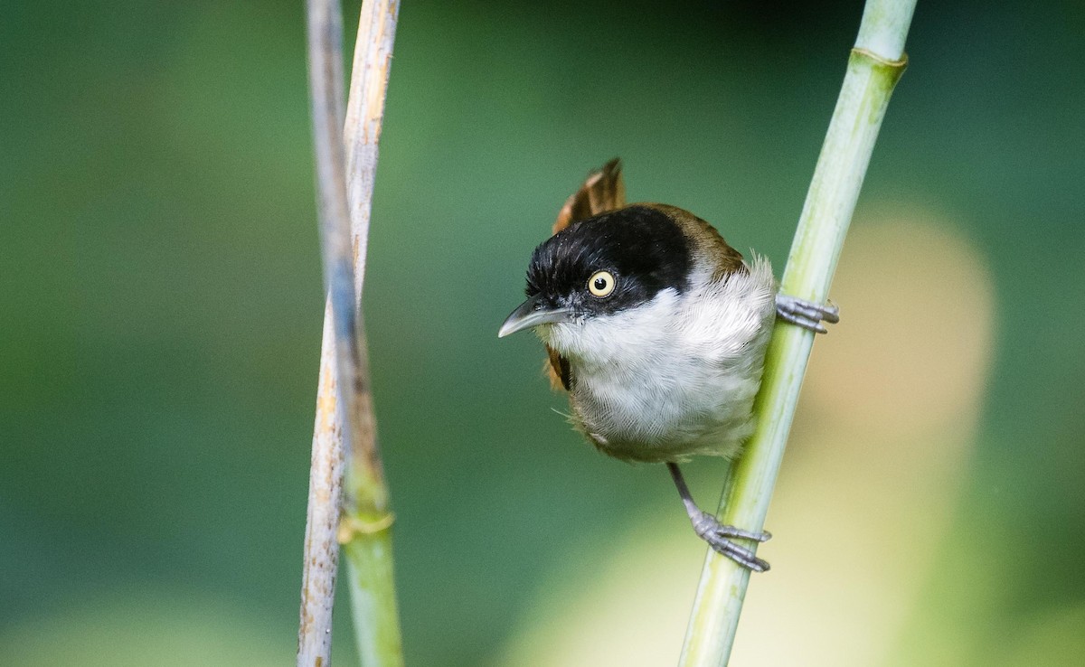 Dark-fronted Babbler - ML636396824