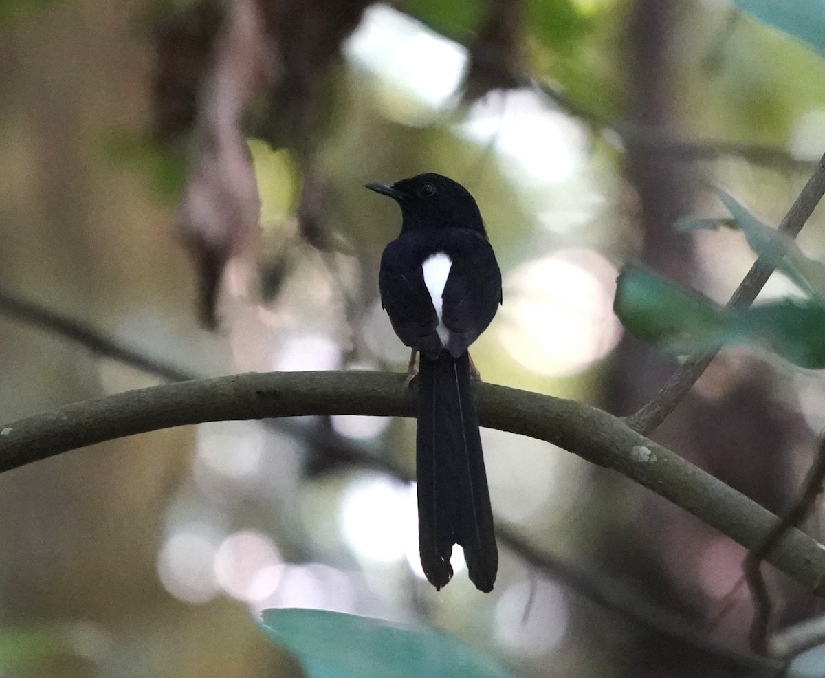 White-rumped Shama - ML636396825