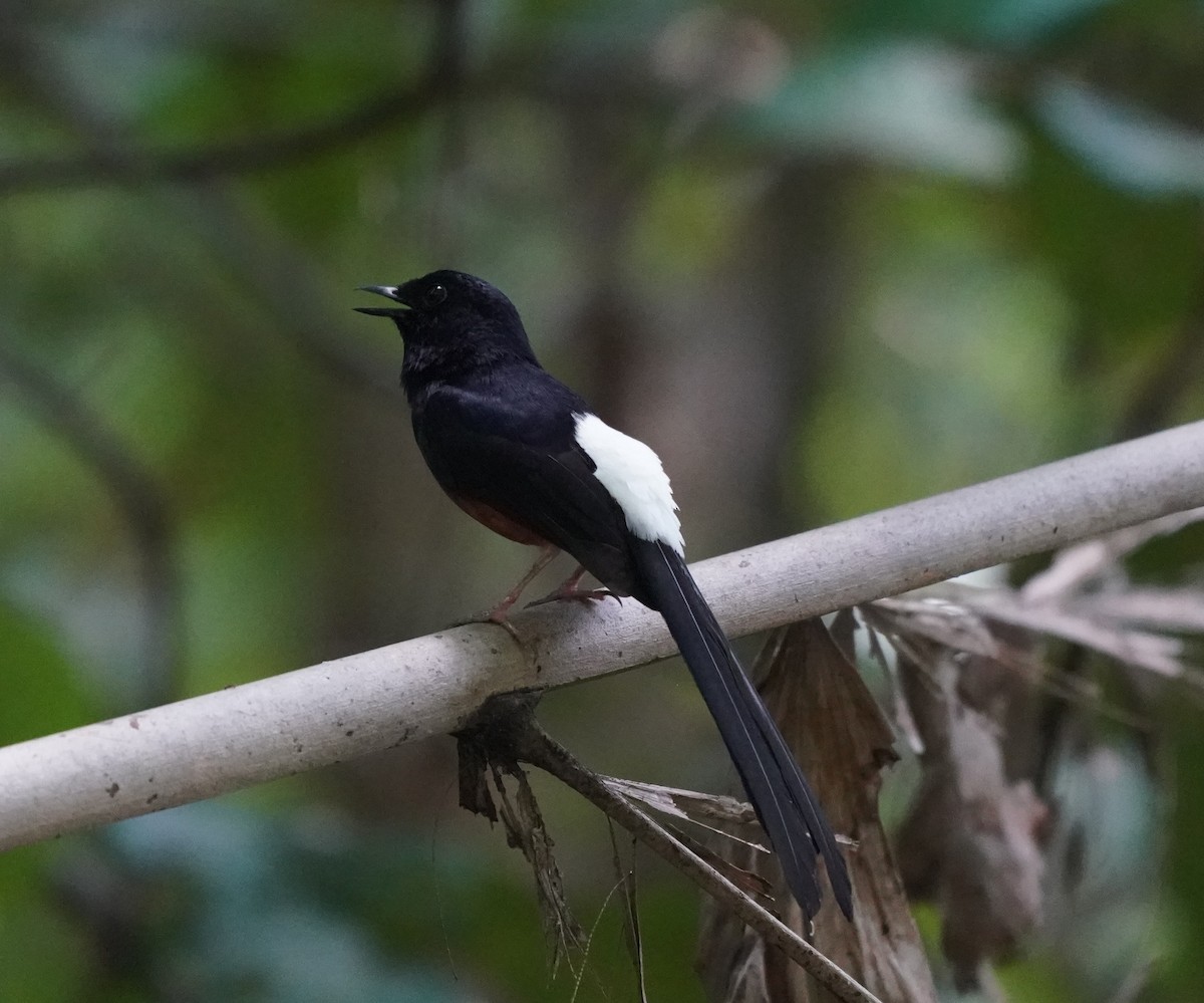 White-rumped Shama - ML636396826