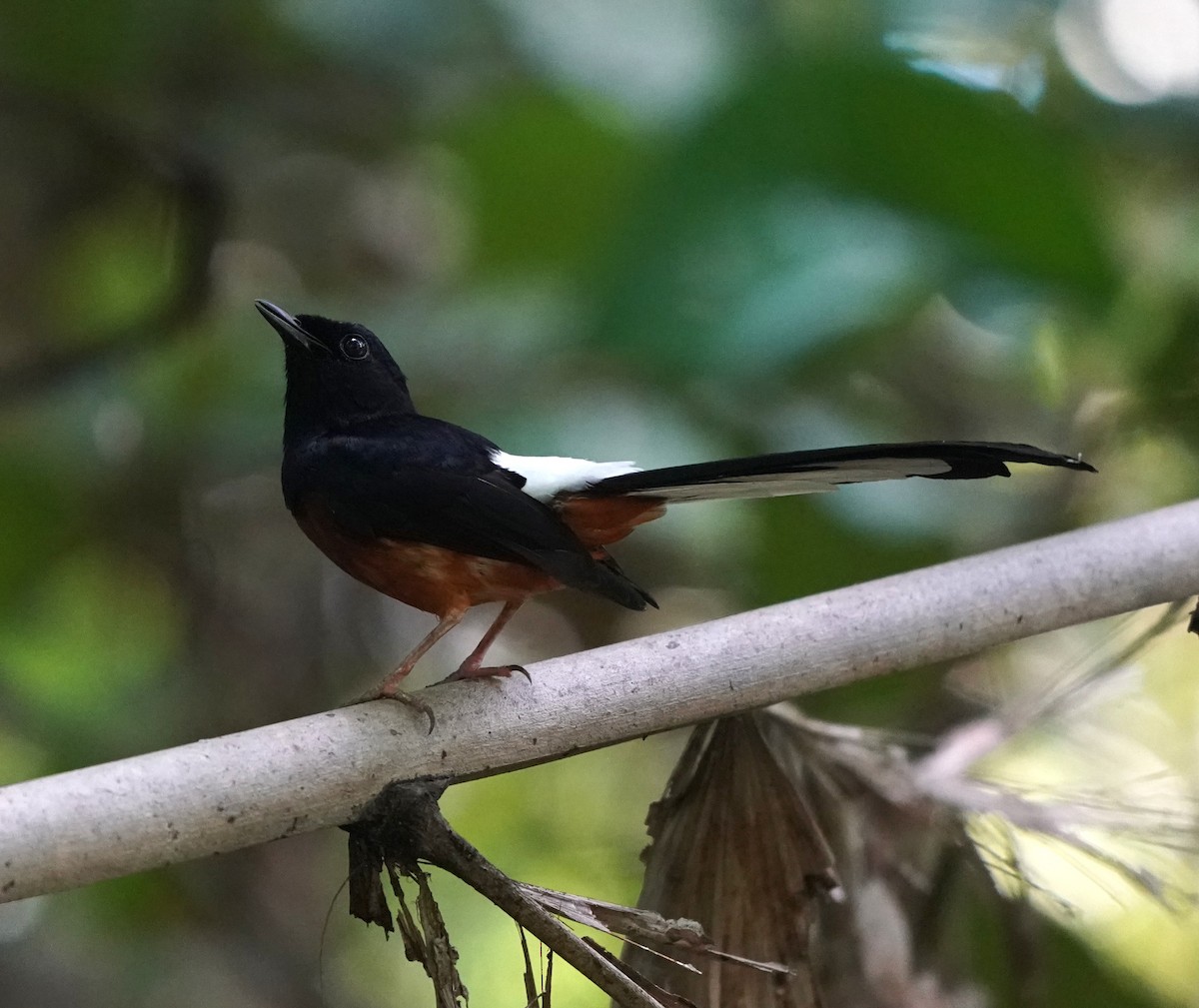 White-rumped Shama - ML636396828