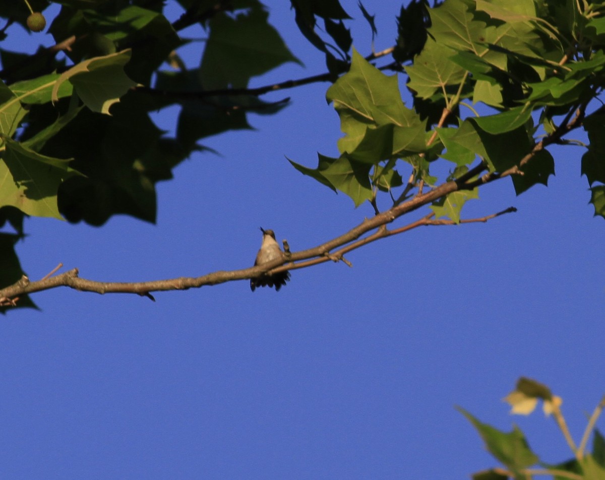 Ruby-throated Hummingbird - ML636396888