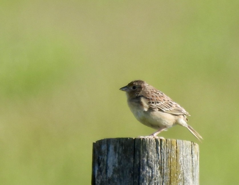 Grasshopper Sparrow - ML636396909