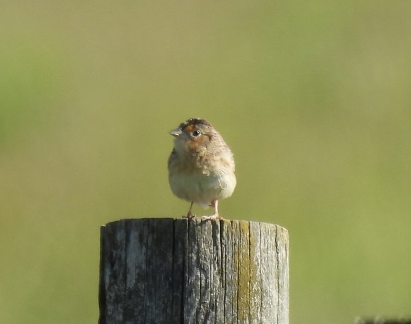 Grasshopper Sparrow - ML636396910