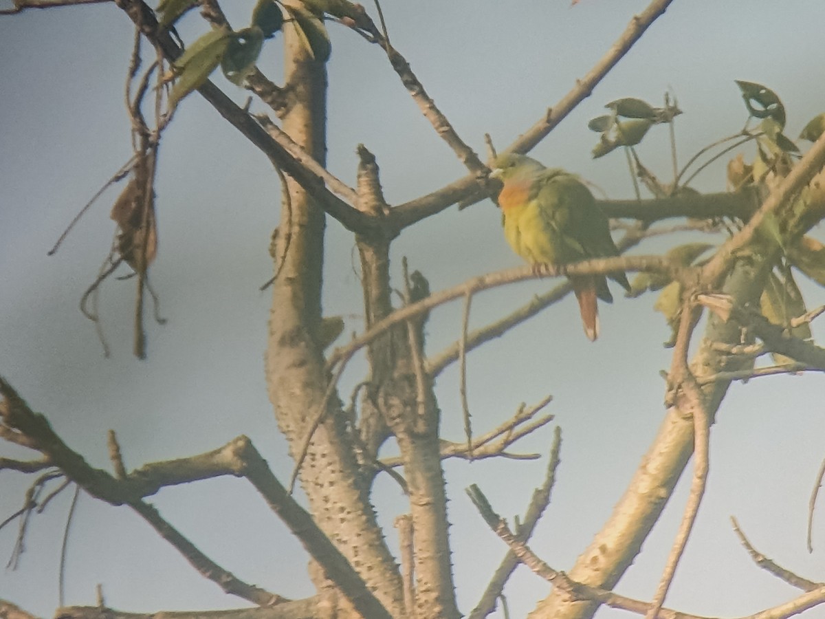 Orange-breasted Green-Pigeon - ML636396982